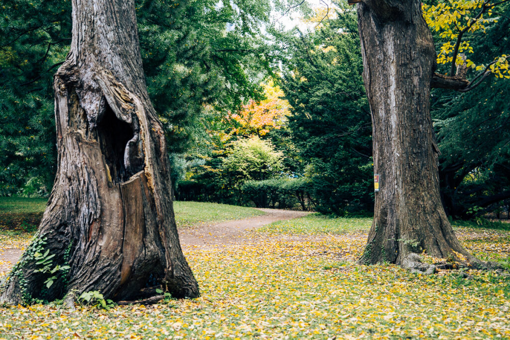 Two large dark tree trunks with a hollow opening in one, fallen yellow leaves, and a distant path in the Hokkaido University Botanic Garden.