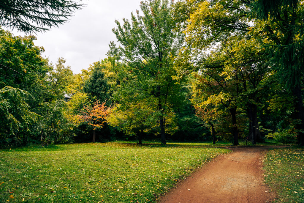 A single orange-leafed tree stands out against a bright green lawn and dense foliage in the Hokkaido University Botanic Garden.
