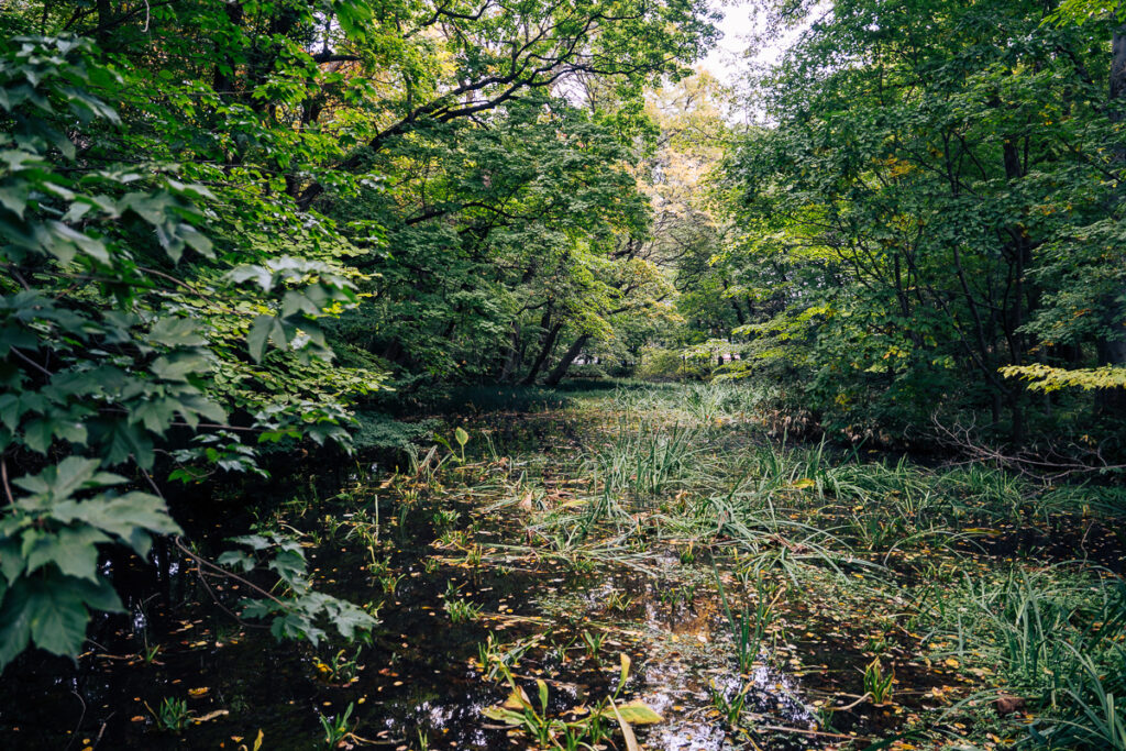 Small pond partially hidden by grasses and plants, resembling a field at first glance, in Sapporo’s Botanic Garden.