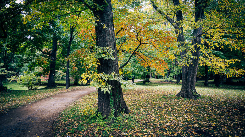 Walking path covered with yellow autumn leaves surrounded by tall dark tree trunks in the Hokkaido University Botanic Garden.