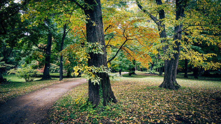 Walking path covered with yellow autumn leaves surrounded by tall dark tree trunks in the Hokkaido University Botanic Garden.