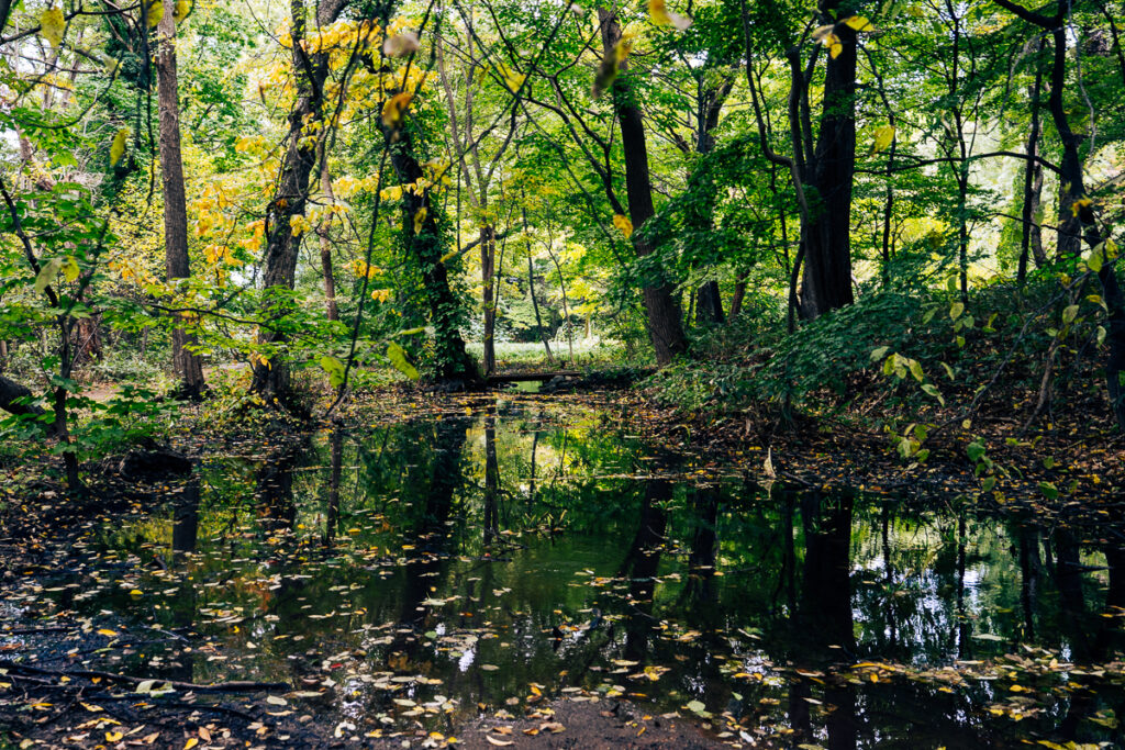 Still pond at the Hokkaido University Botanic Garden with green and early yellow tree reflections and floating autumn leaves in Sapporo, Japan.