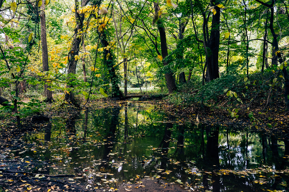 Still pond at the Hokkaido University Botanic Garden with green and early yellow tree reflections and floating autumn leaves in Sapporo, Japan.