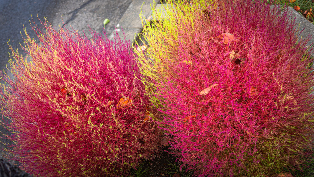 Close-up of bright fuchsia and chartreuse Kochia plants growing in a Sapporo neighborhood.