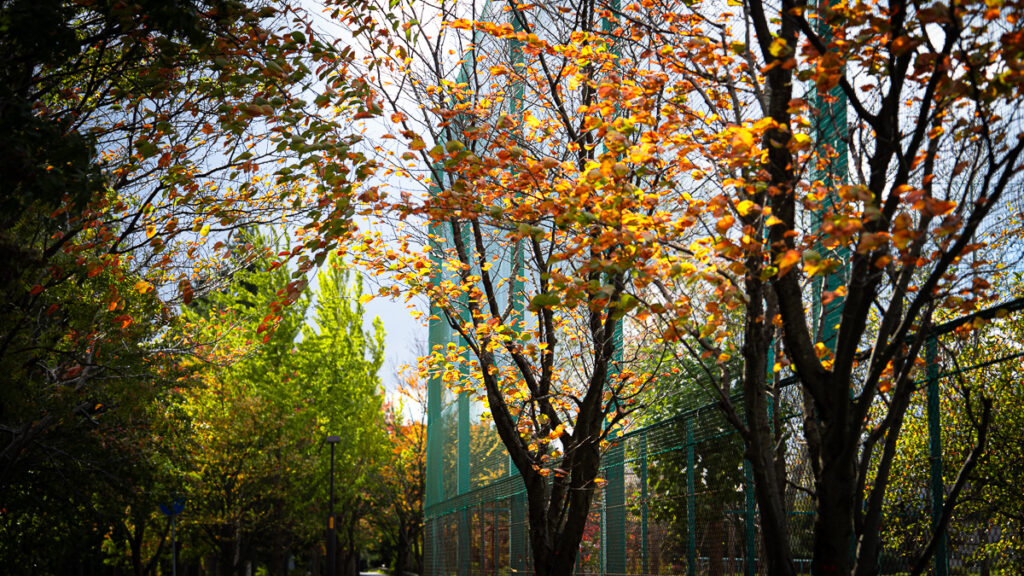 Orange leaves contrasting against green foliage and a darkening sky near a sports field in Sapporo.