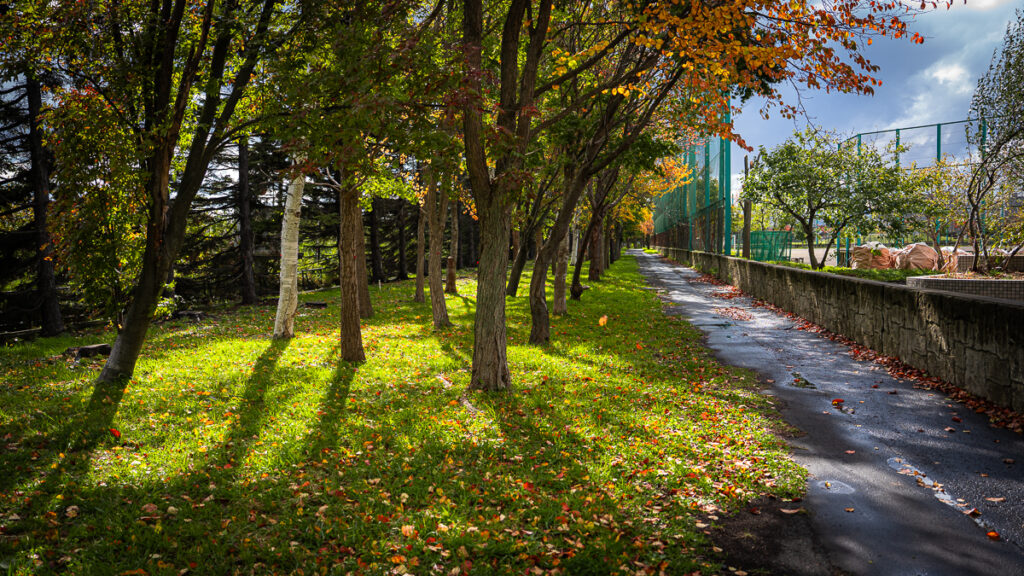 Low morning sun shining through trees in a suburban Sapporo park, with bright green grass and early autumn leaves.