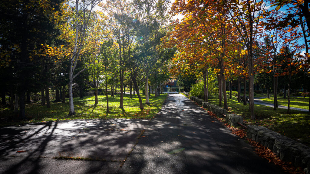 Dappled shadows falling across an asphalt walking trail in a Sapporo park.