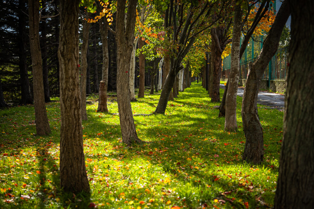 Neatly lined trees glowing yellow and orange as fall begins in a Sapporo park.