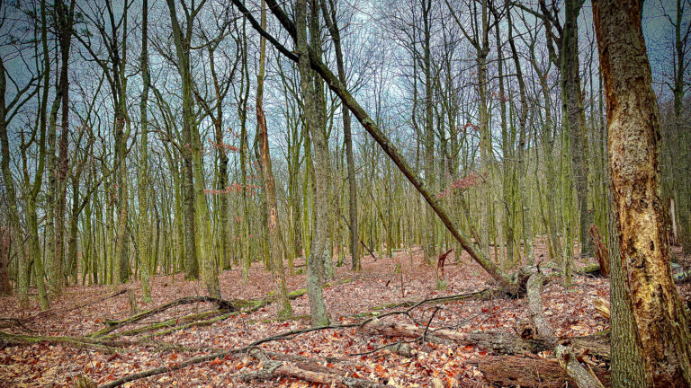 Winter field of leafless trees in Cacapon State Park, West Virginia, under overcast skies