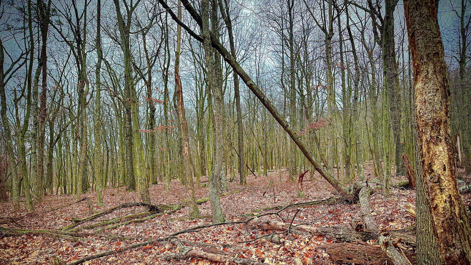 Winter field of leafless trees in Cacapon State Park, West Virginia, under overcast skies