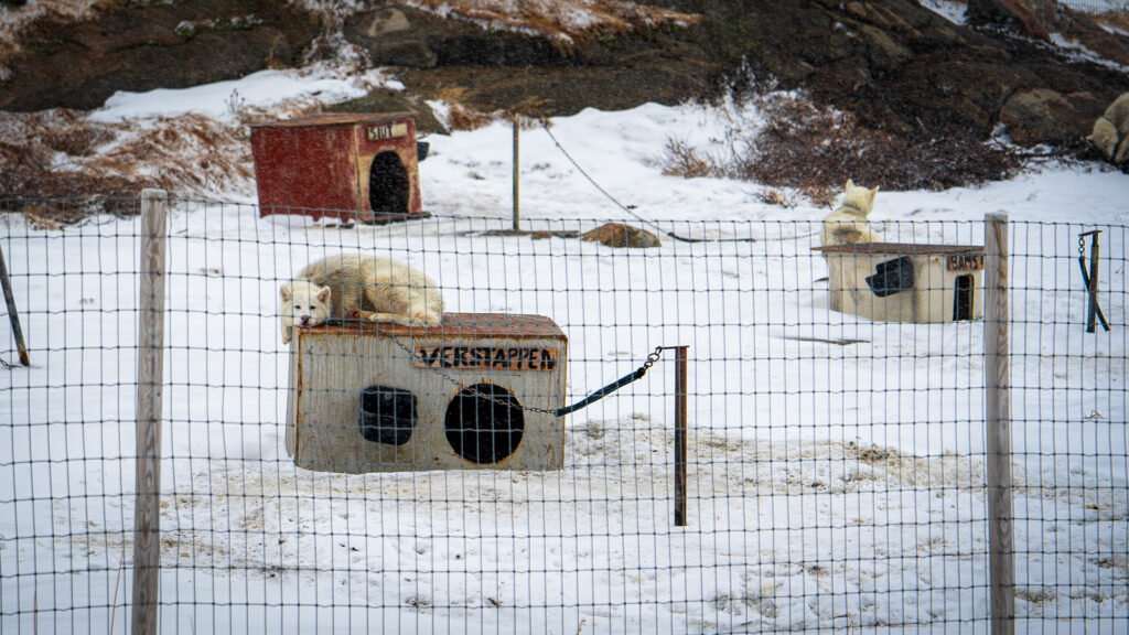 White Greenland sled dog sleeping on a painted doghouse in Ilulissat during late winter, part of the town’s traditional sled dog culture.