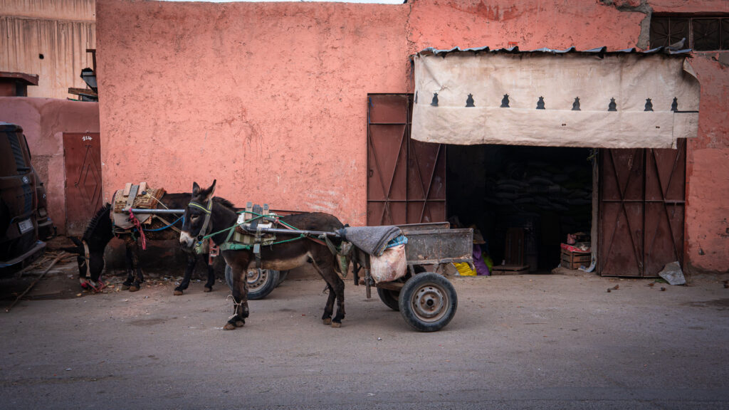 Donkeys with carts waiting on a Marrakech street.