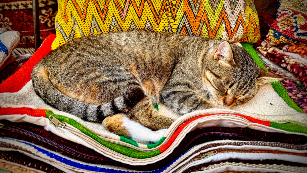 Cat resting on a stack of pillowcases in a Marrakech souk.