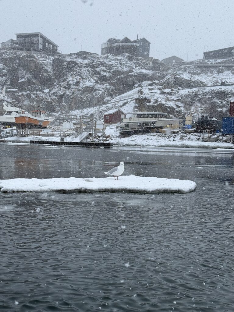 Seagull perched on floating snow-covered sea ice in Disko Bay, Greenland.