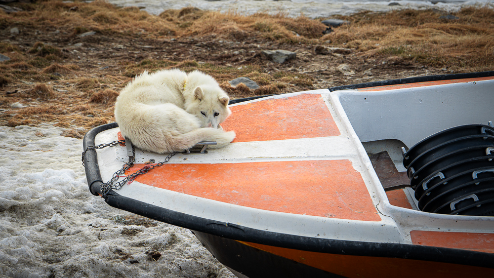 White Greenland sled dog curled up on the bow of an orange fishing boat resting on land in Ilulissat, Greenland.