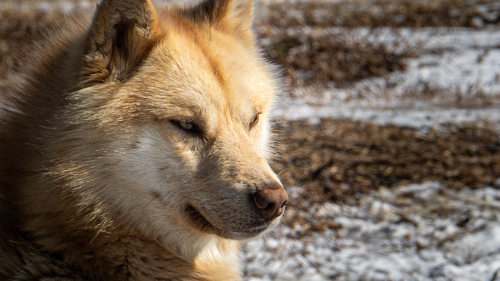 Close-up portrait of a Greenland sled dog with white fur and ginger markings on its head.