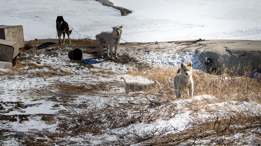 Young Greenland sled dog puppy running up a snowy hill to investigate visitors near Ilulissat.