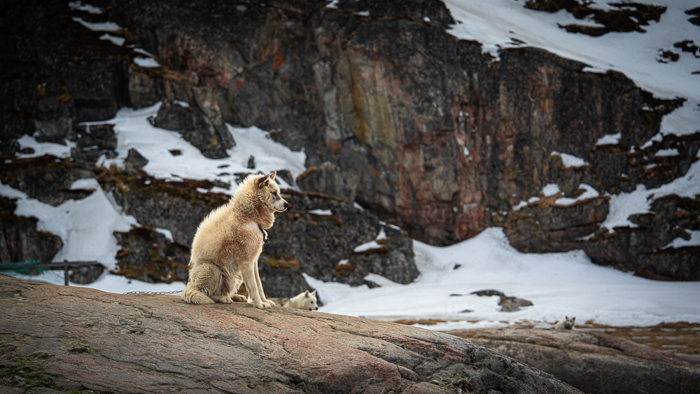 Off-duty Greenland sled dog resting on a rock in Ilulissat, Greenland, with snow and dark volcanic rocks in the background.