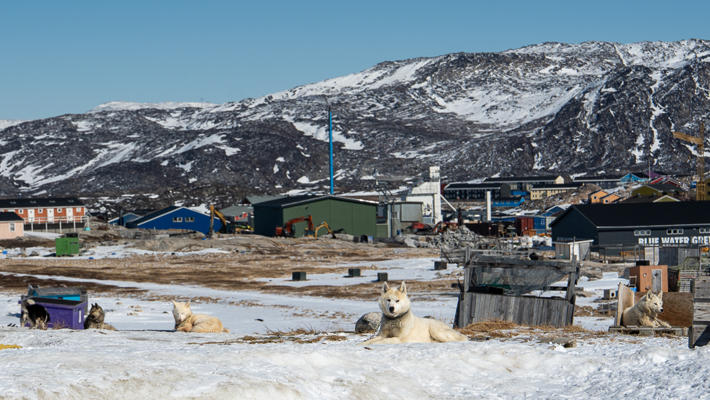 Off-duty Greenland sled dogs resting in a snow-covered field near Ilulissat, Greenland.