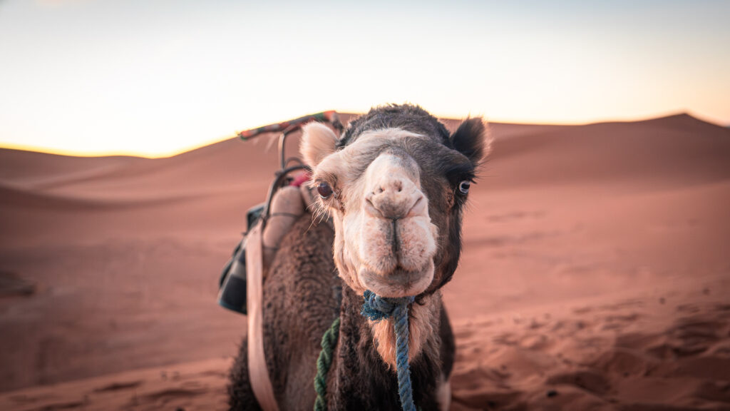 Camel with half black and half white face looking toward the camera near the Erg Chigaga dunes in the Sahara Desert, Morocco, with a dark eye on the white side and a pale blue eye on the black side.
