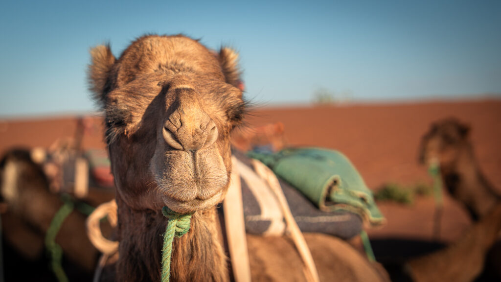 Close view of a light brown camel with green rope halter and long eyelashes near Erg Chigaga in the Sahara Desert.
