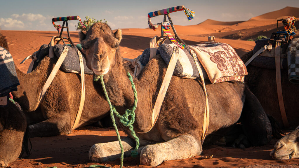 Brown camel in a line of camels turns its head toward the camera near Erg Chigaga in the Sahara Desert.