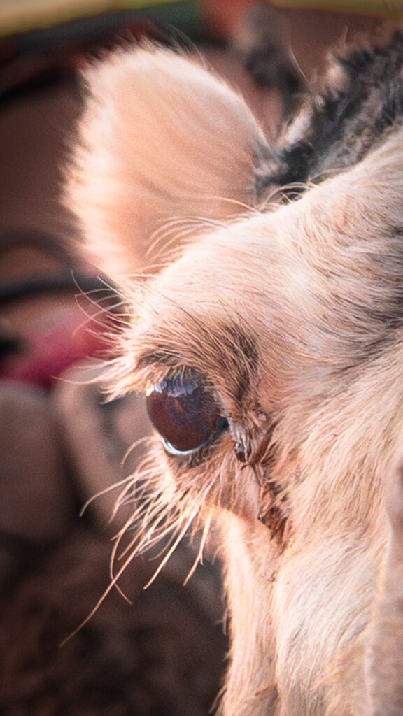 close up of camel's dark eye, it is protected by long eyelashes