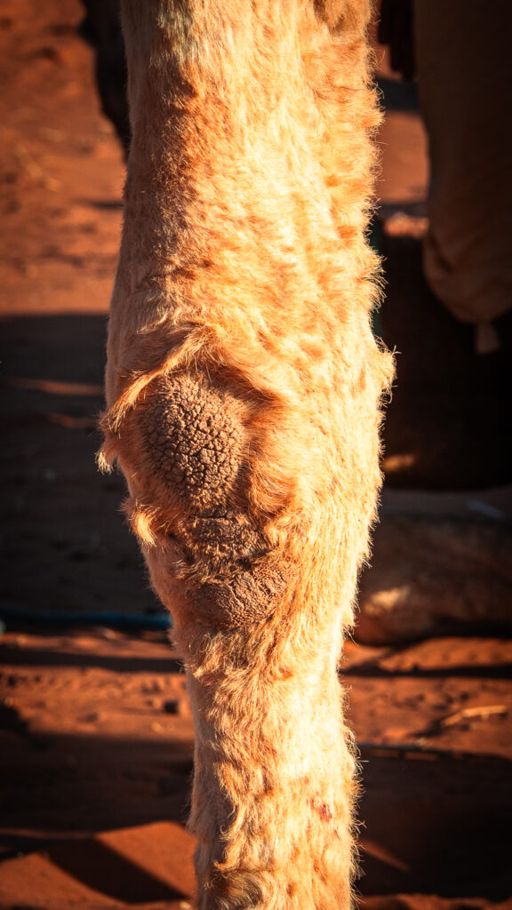 Close view of camel knees at a desert trekking camp near Erg Chigaga, Morocco.