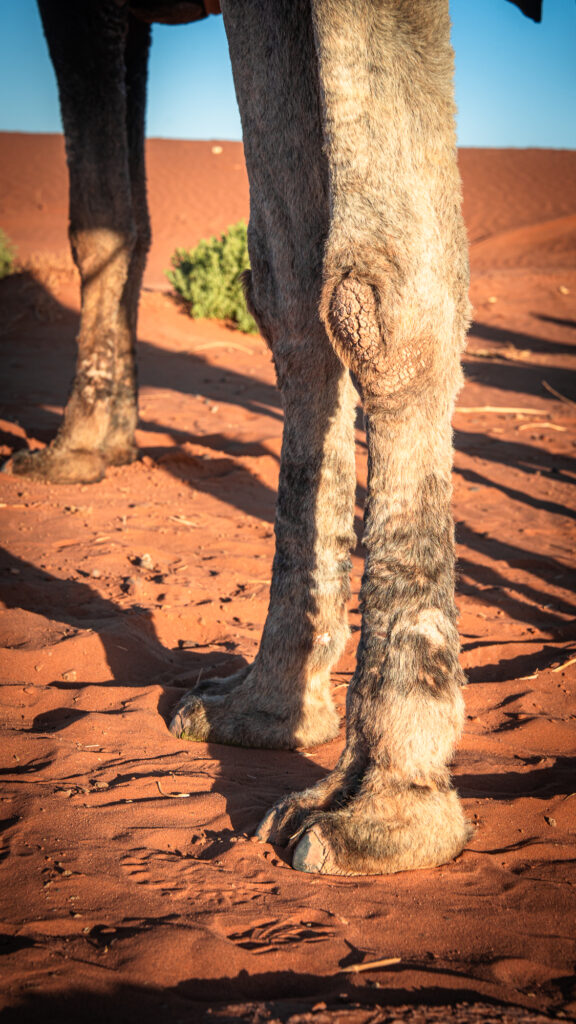 Vertical view of camel legs and hooves standing in the sand near the dunes of Erg Chigaga in southern Morocco.