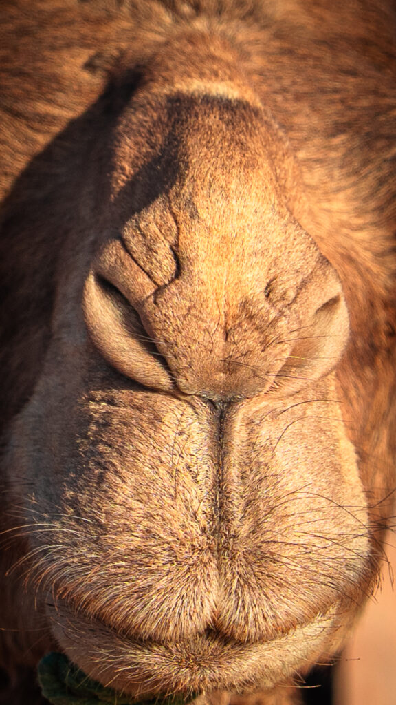 Very close up photo of tan camel nose