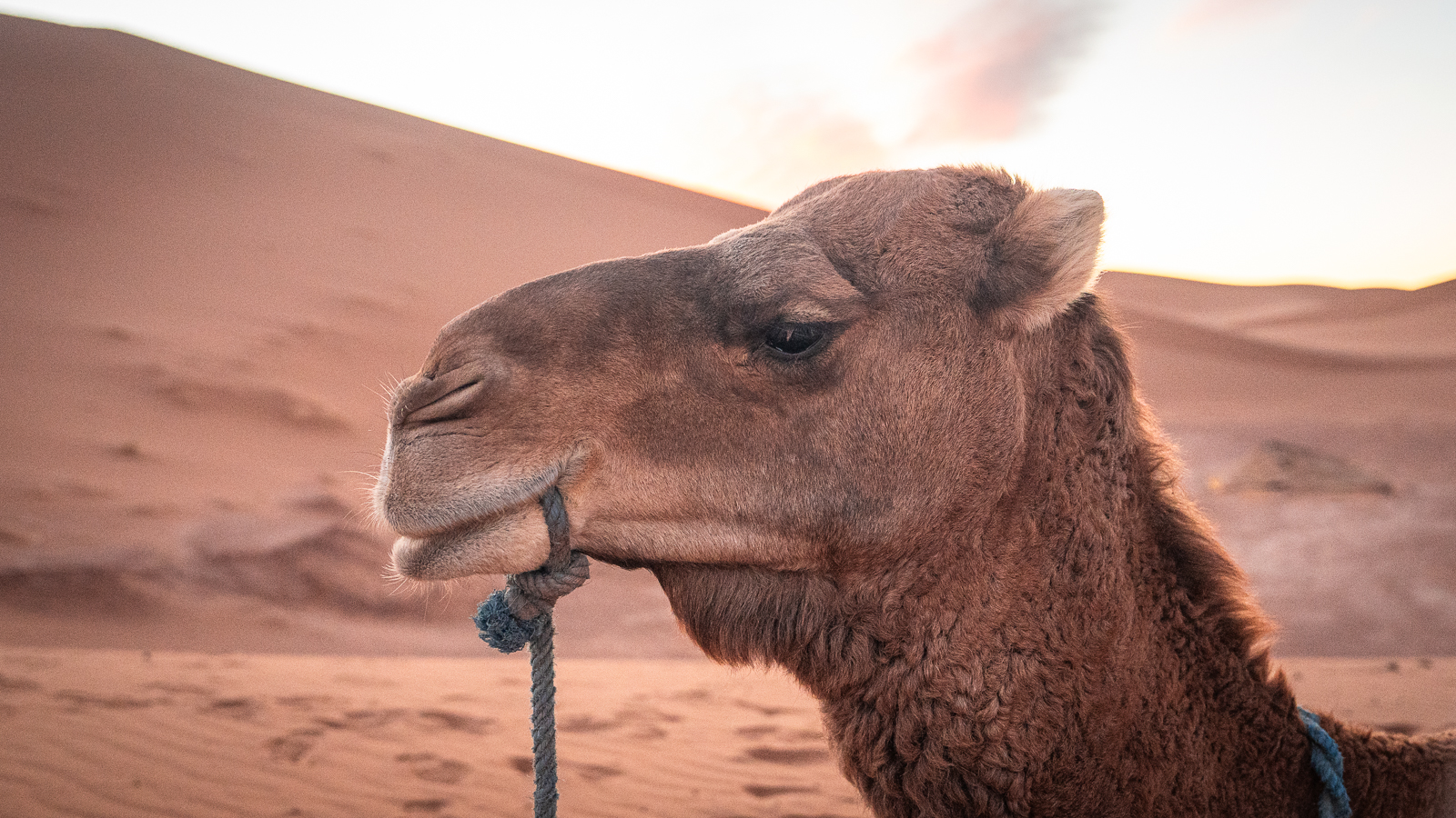 Brown camel in profile against sand dunes at sunset near Erg Chigaga in the Sahara Desert.