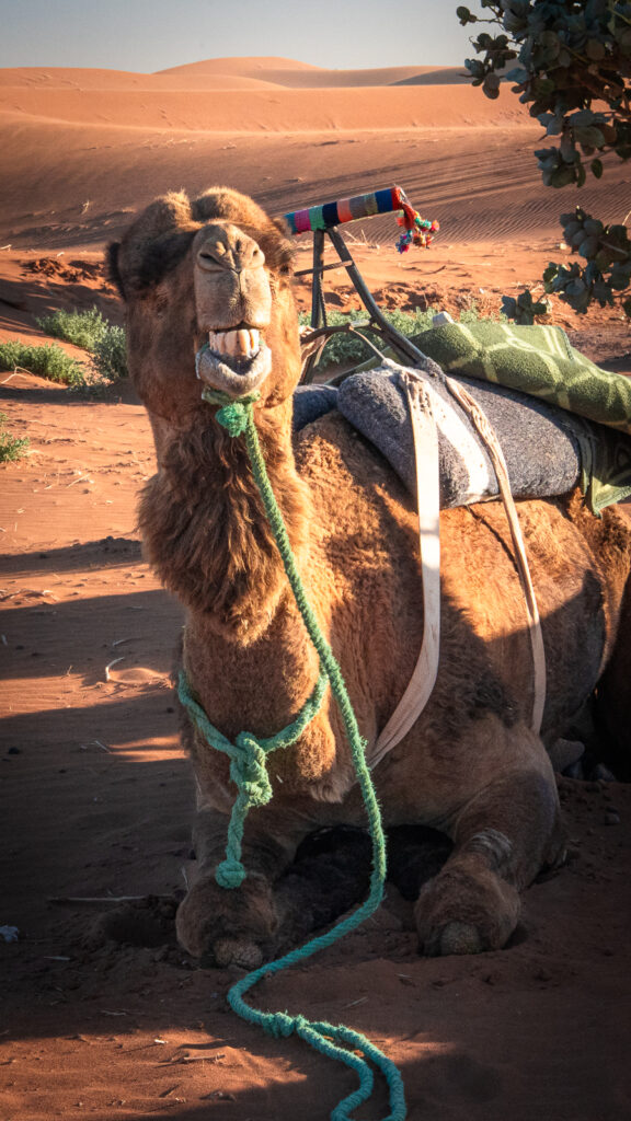 Brown camel showing its teeth near the Erg Chigaga dunes in the Sahara Desert.
