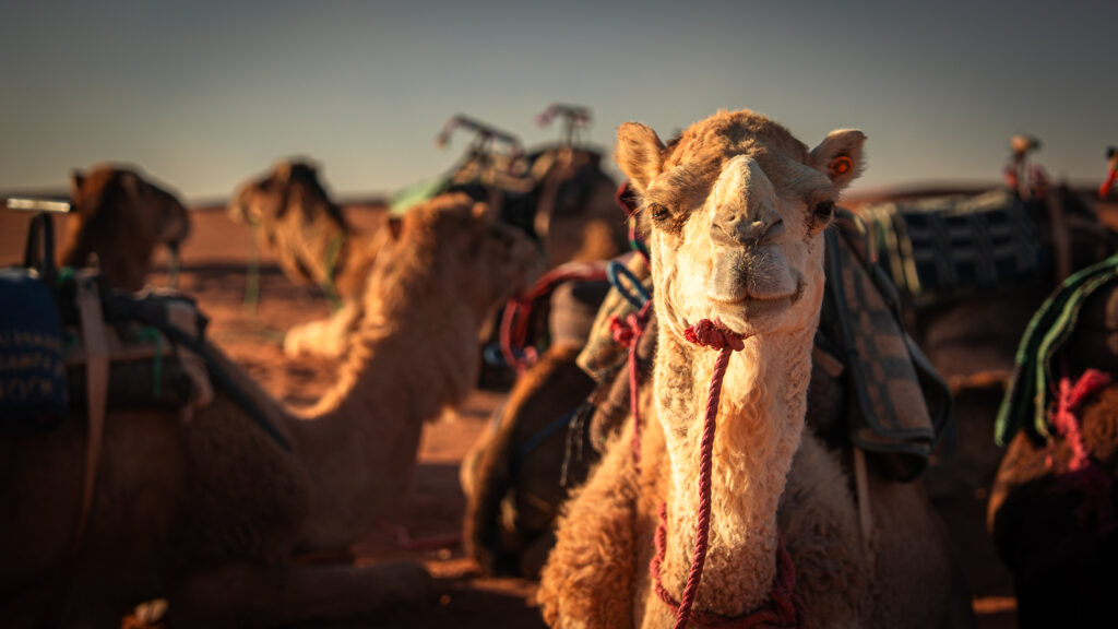 White camel looking toward the camera with other camels blurred in the background in the Sahara Desert near Erg Chigaga, Morocco.