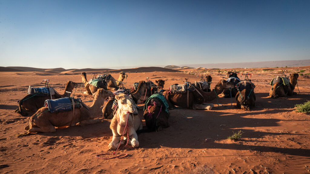 Wide view of a group of camels resting together on the sand near the dunes of Erg Chigaga in southern Morocco.