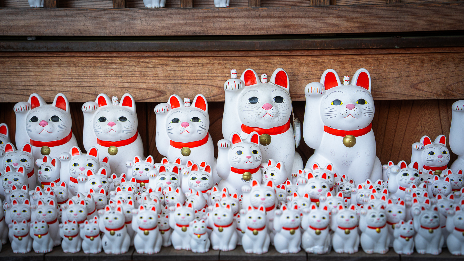 Rows and rows of lucky cats with wooden shelf in the background