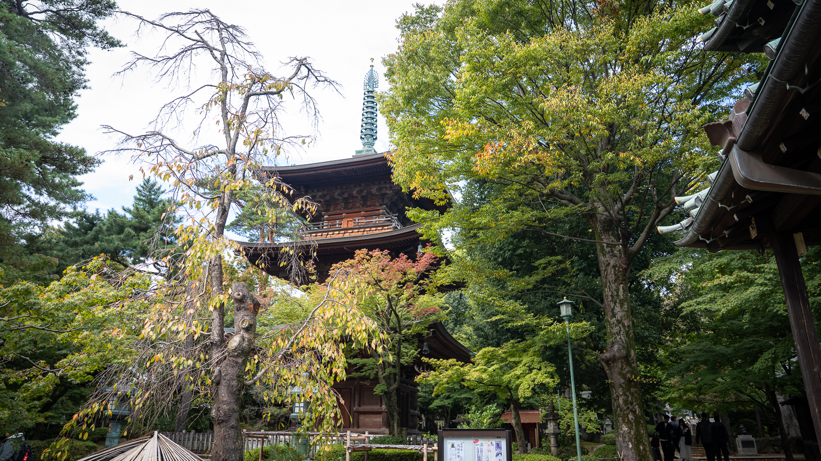 View of Gotokuji’s pagoda spire framed by dense green leaves.