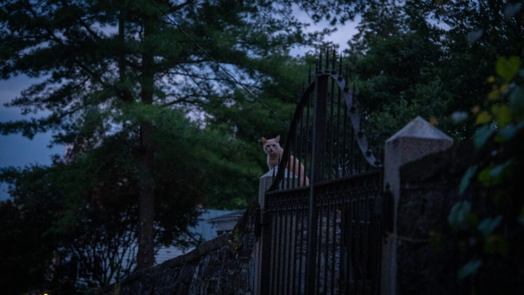 Cecil, a local cat known as an unofficial mascot, sits on a stone gate during a Shepherdstown Mystery Walk.