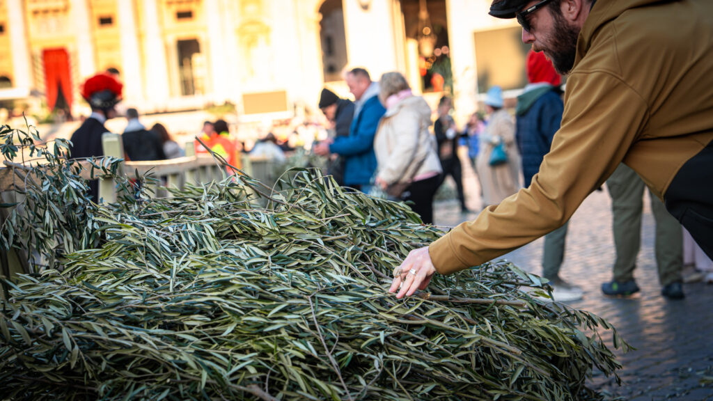 Man reaching for olive branch from pile inside St Peter’s Square during Palm Sunday